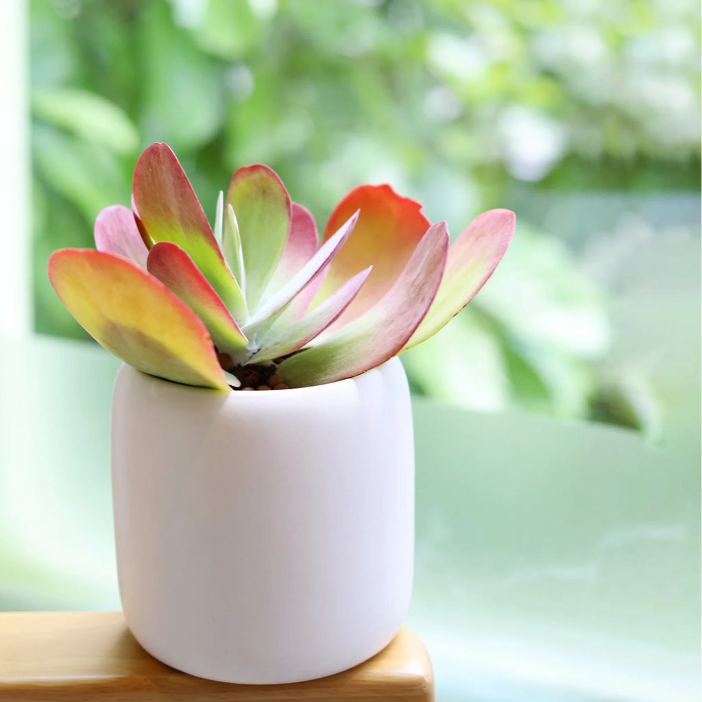 Flapjack Succulent, Kalanchoe Luciae Paddle Plant, 2''/4'' Potted Red Edge Succulent, Easy Care Indoor Houseplant, Modern Decor Gift