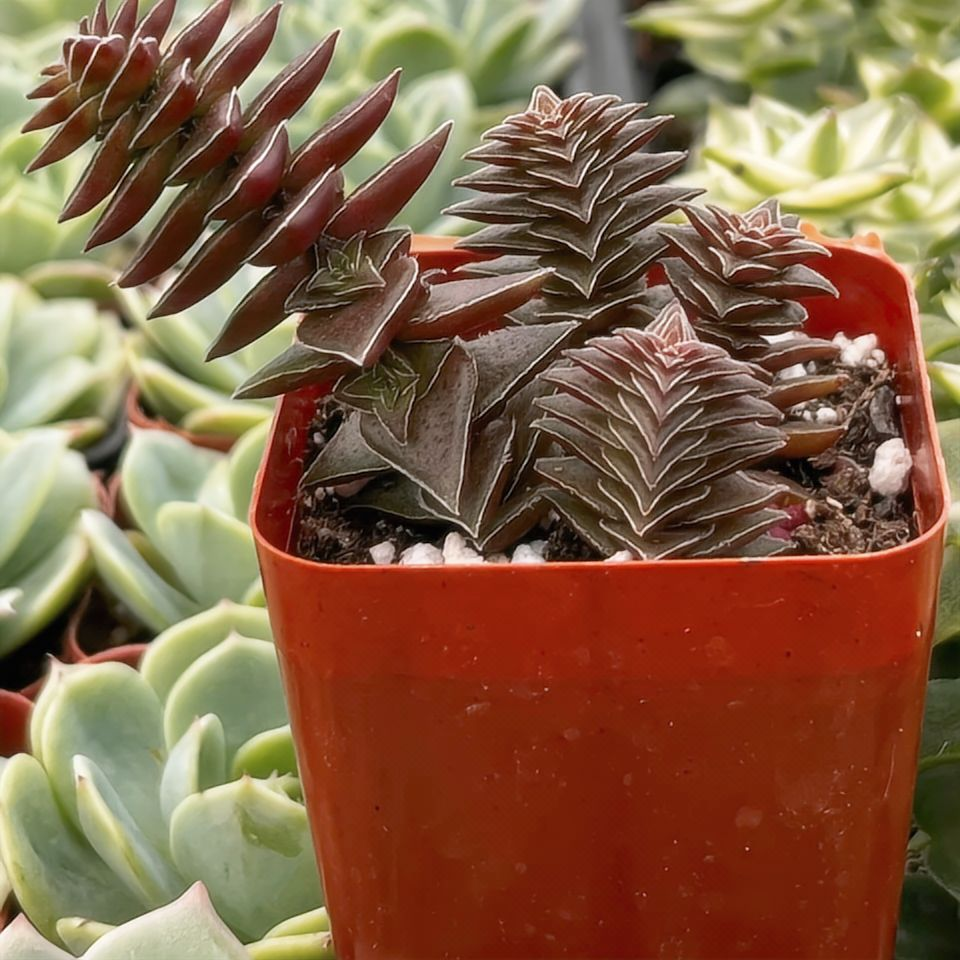 Red Pagoda Succulent, Crassula Capitella, 2''/4'' Potted Stacked Succulent, Geometric Red Plant, Easy Care Indoor Houseplant Gift