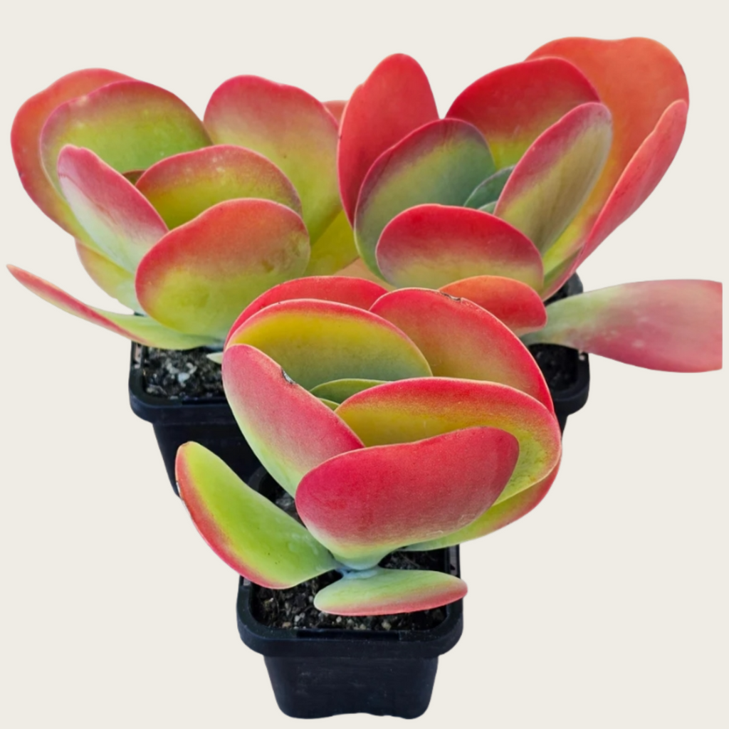 Flapjack Succulent, Kalanchoe Luciae Paddle Plant, 2''/4'' Potted Red Edge Succulent, Easy Care Indoor Houseplant, Modern Decor Gift