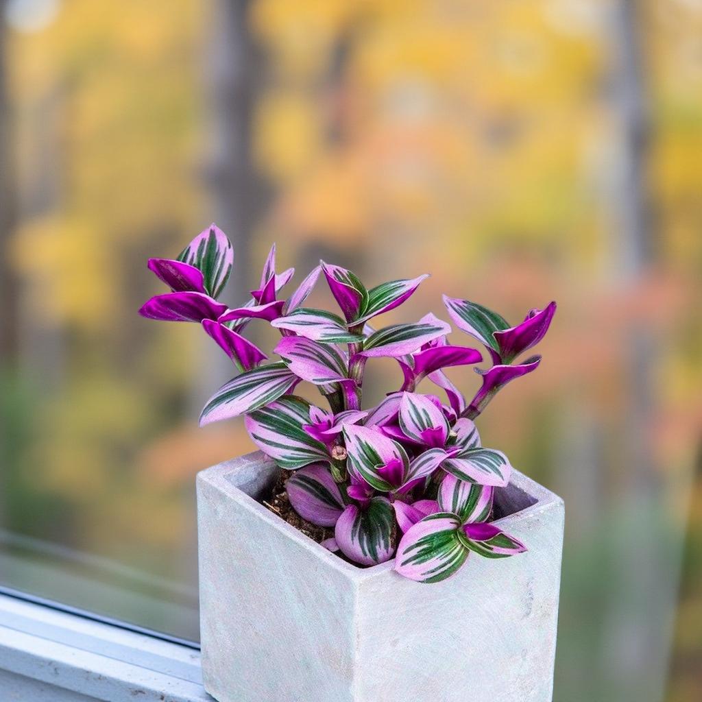 Tradescantia Nanouk Plant, Pink Variegated Houseplant, 2''/4'' Potted Wandering Plant, Colorful Indoor Plant, Easy Care Gift