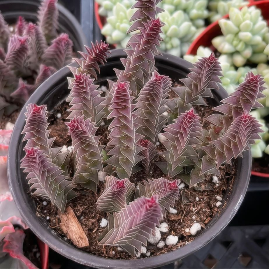 Red Pagoda Succulent, Crassula Capitella, 2''/4'' Potted Stacked Succulent, Geometric Red Plant, Easy Care Indoor Houseplant Gift