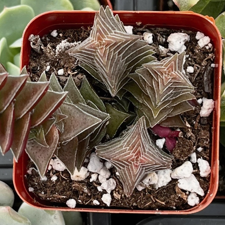 Red Pagoda Succulent, Crassula Capitella, 2''/4'' Potted Stacked Succulent, Geometric Red Plant, Easy Care Indoor Houseplant Gift
