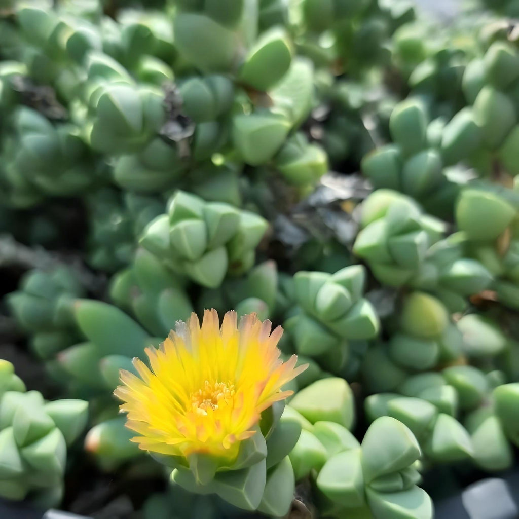 Ice Plant Succulent, Corpuscularia Lehmannii, 2''/4'' Potted Cluster Plant, Geometric Green Succulent, Easy Care Indoor Houseplant Gift
