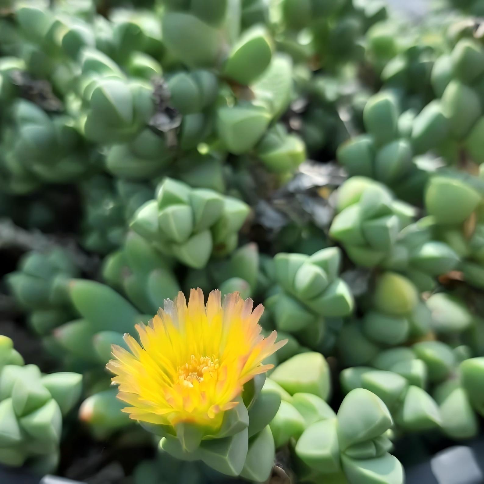 Ice Plant Succulent, Corpuscularia Lehmannii, 2''/4'' Potted Cluster Plant, Geometric Green Succulent, Easy Care Indoor Houseplant Gift
