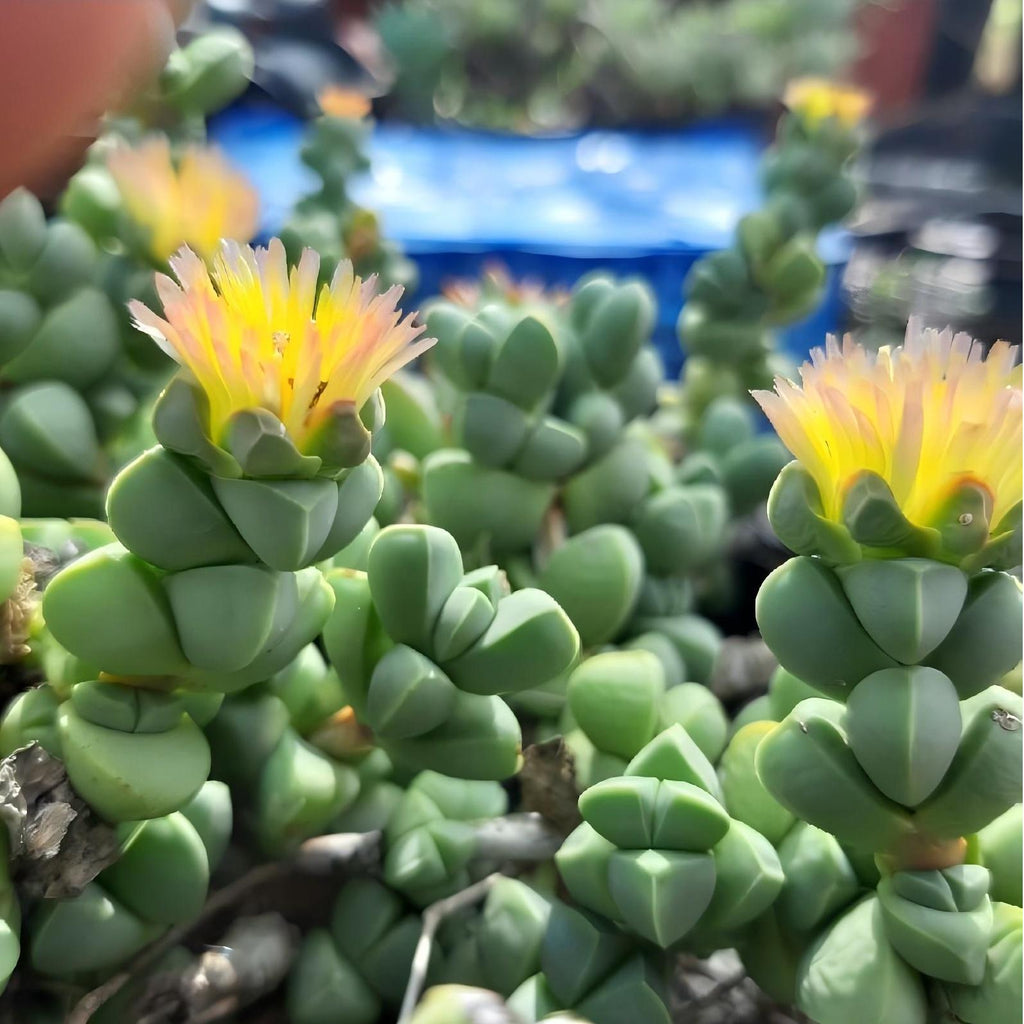 Ice Plant Succulent, Corpuscularia Lehmannii, 2''/4'' Potted Cluster Plant, Geometric Green Succulent, Easy Care Indoor Houseplant Gift
