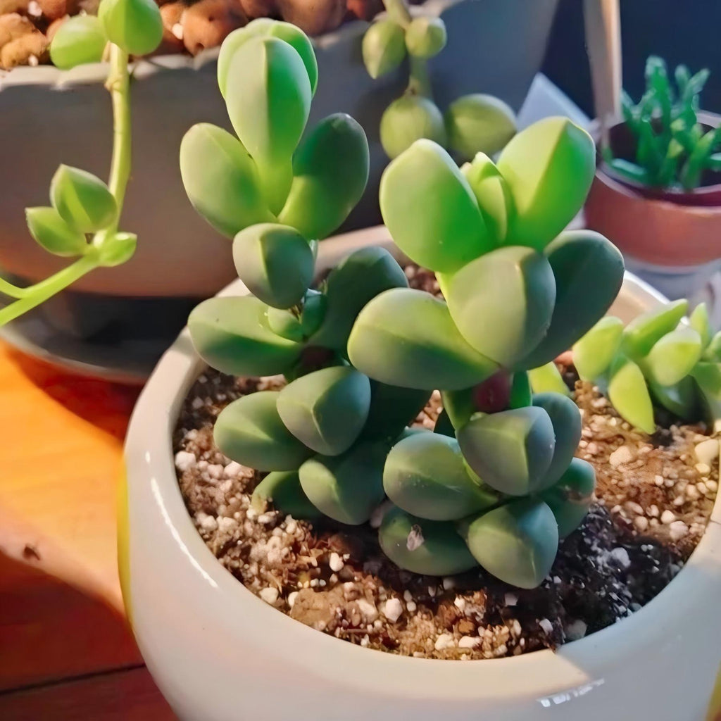 Ice Plant Succulent, Corpuscularia Lehmannii, 2''/4'' Potted Cluster Plant, Geometric Green Succulent, Easy Care Indoor Houseplant Gift
