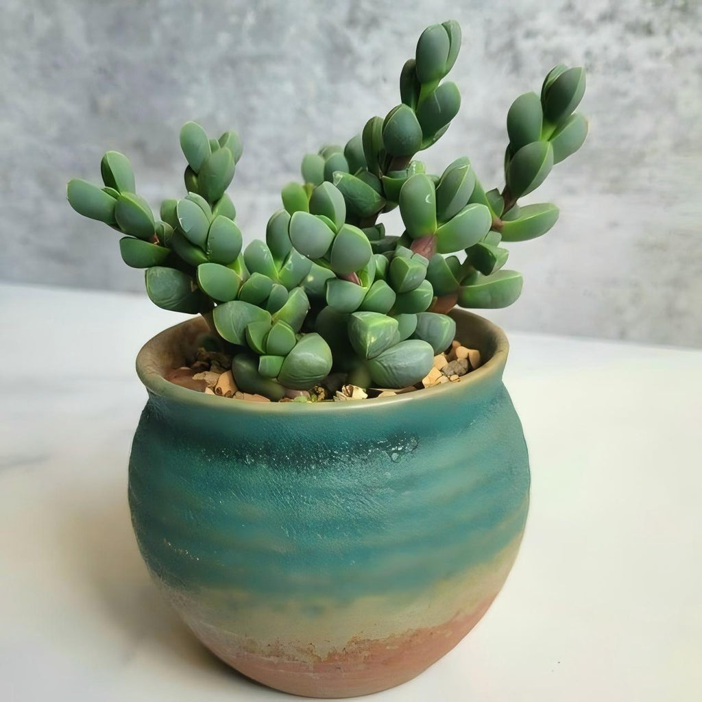Ice Plant Succulent, Corpuscularia Lehmannii, 2''/4'' Potted Cluster Plant, Geometric Green Succulent, Easy Care Indoor Houseplant Gift