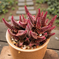 Red Pagoda Succulent, Crassula Capitella, 2''/4'' Potted Stacked Succulent, Geometric Red Plant, Easy Care Indoor Houseplant Gift