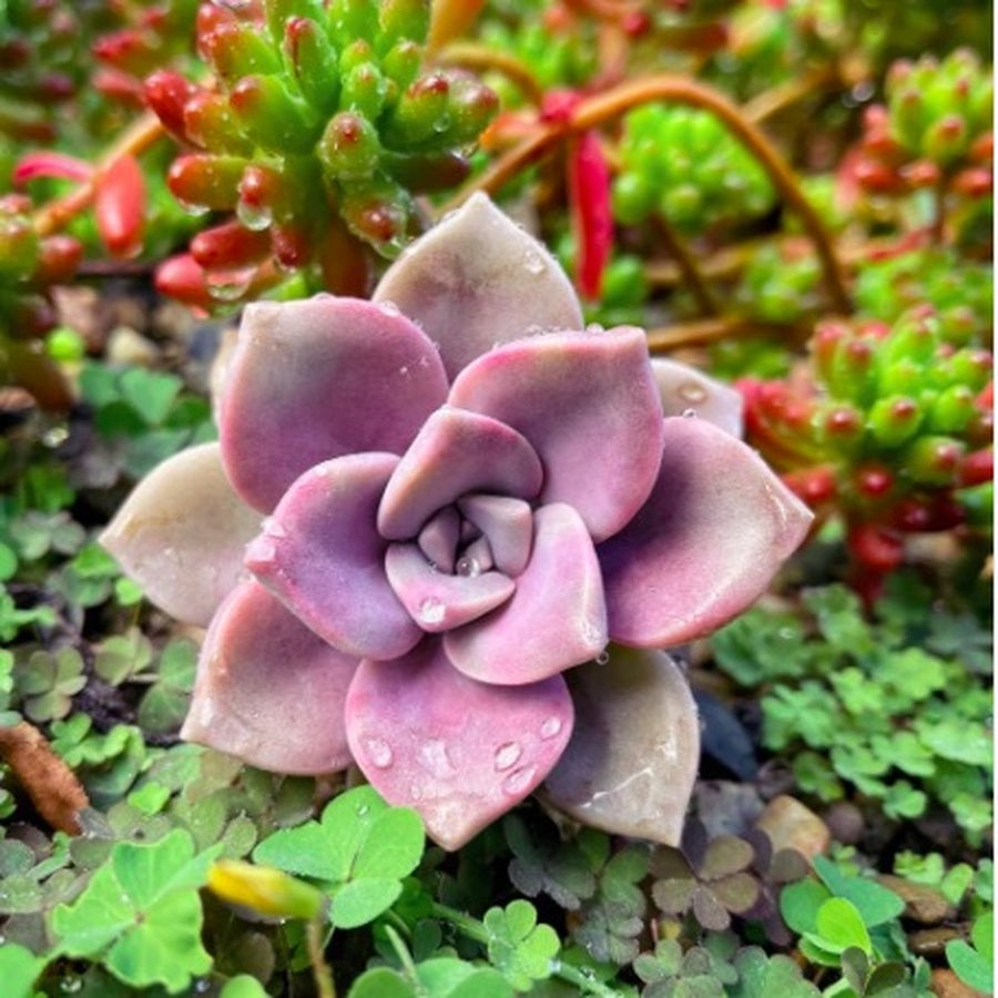 Ghost Plant Succulent, Graptopetalum Paraguayense, 2''/4'' Potted Rosette Succulent, Pastel Indoor Houseplant, Easy Care Gift