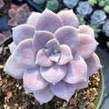 Ghost Plant Succulent, Graptopetalum Paraguayense, 2''/4'' Potted Rosette Succulent, Pastel Indoor Houseplant, Easy Care Gift