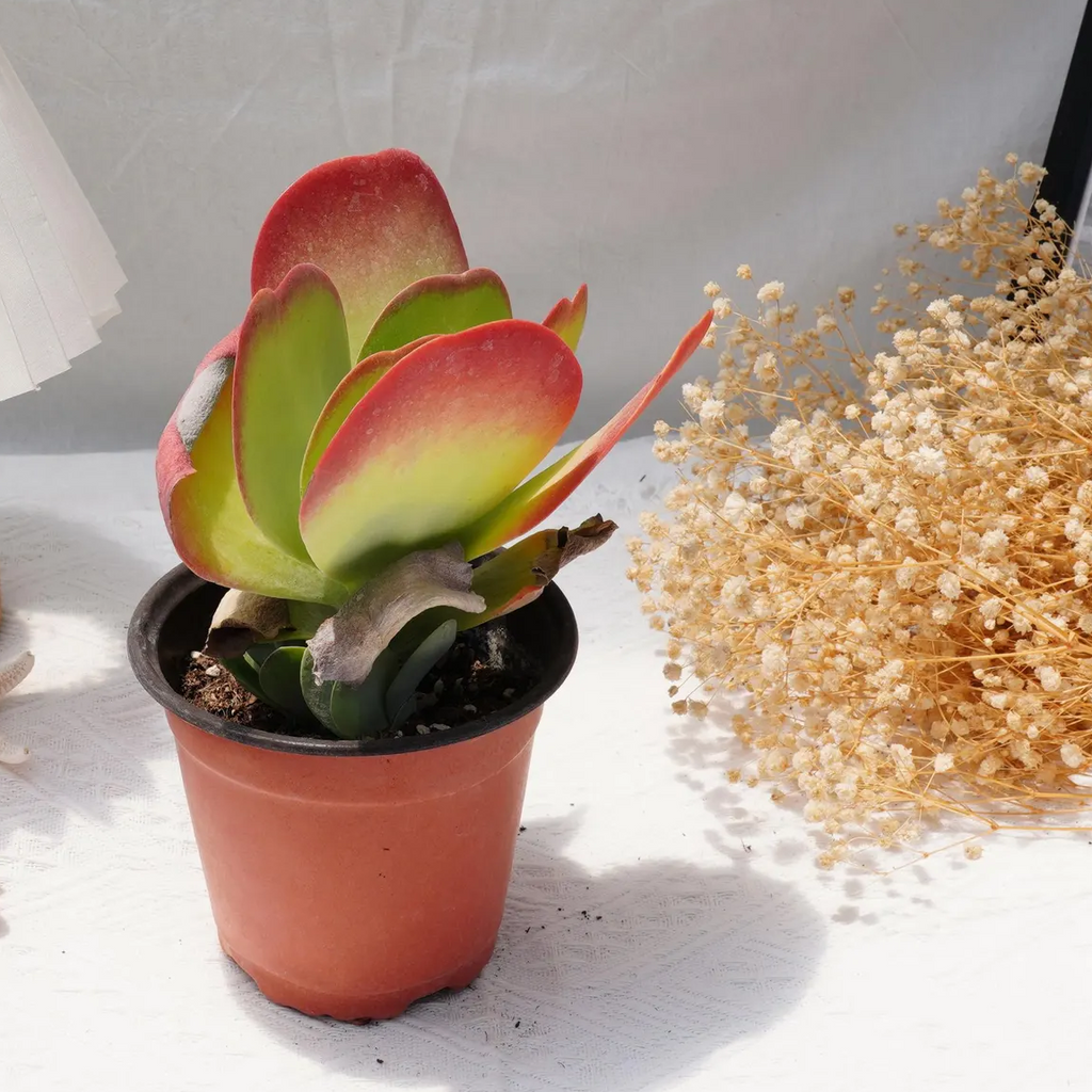 Flapjack Succulent, Kalanchoe Luciae Paddle Plant, 2''/4'' Potted Red Edge Succulent, Easy Care Indoor Houseplant, Modern Decor Gift