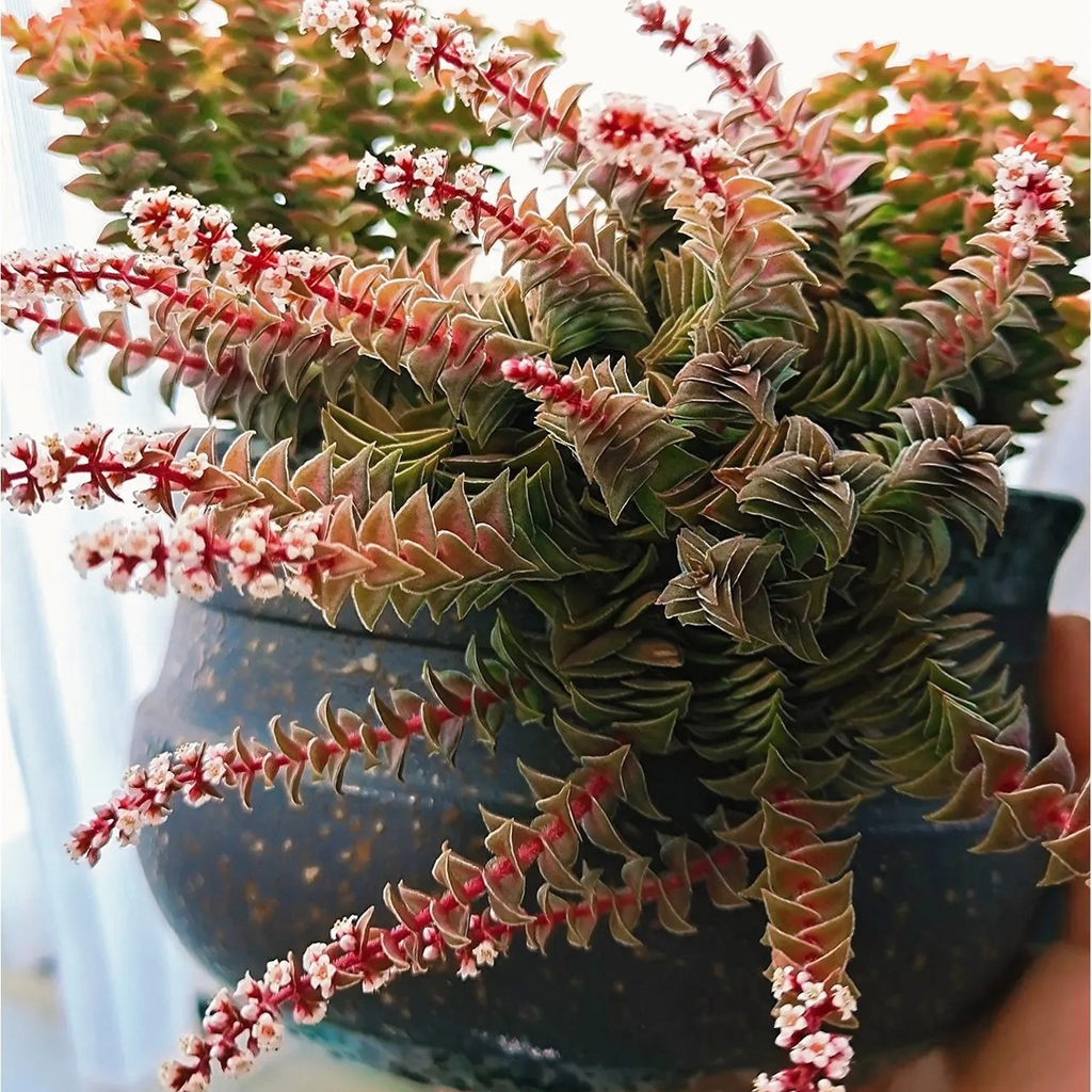 Red Pagoda Succulent, Crassula Capitella, 2''/4'' Potted Stacked Succulent, Geometric Red Plant, Easy Care Indoor Houseplant Gift