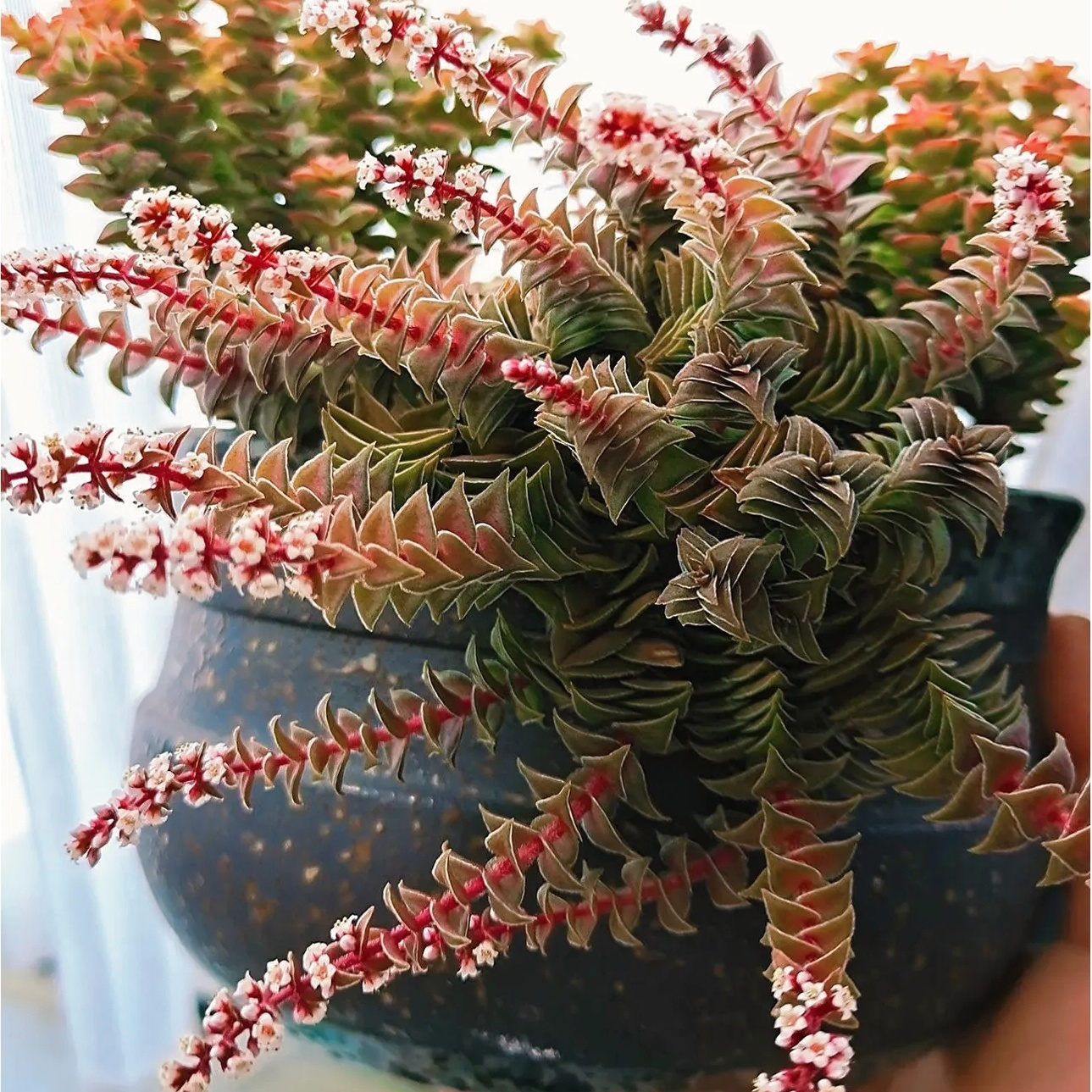 Red Pagoda Succulent, Crassula Capitella, 2''/4'' Potted Stacked Succulent, Geometric Red Plant, Easy Care Indoor Houseplant Gift