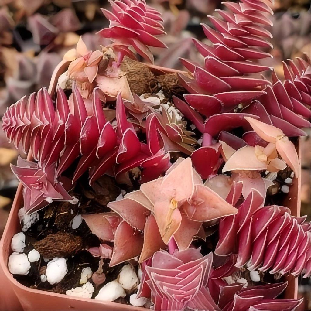 Red Pagoda Succulent, Crassula Capitella, 2''/4'' Potted Stacked Succulent, Geometric Red Plant, Easy Care Indoor Houseplant Gift