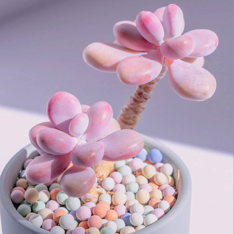 Pink Succulent Plant, 2''/4'' Potted Pachyphytum, Cute Jelly Bean Style, Easy Care Indoor Houseplant, Unique Gift for Plant Lovers
