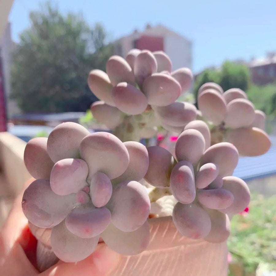 Pink Succulent Plant, 2''/4'' Potted Pachyphytum, Cute Jelly Bean Style, Easy Care Indoor Houseplant, Unique Gift for Plant Lovers