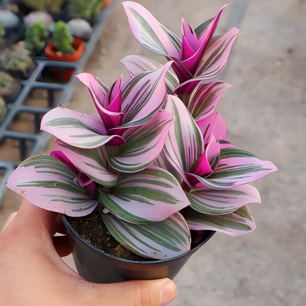 Tradescantia Nanouk Plant, Pink Variegated Houseplant, 2''/4'' Potted Wandering Plant, Colorful Indoor Plant, Easy Care Gift