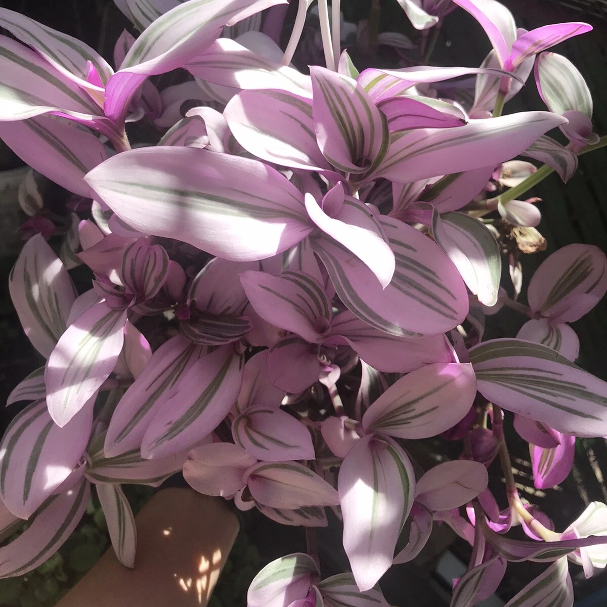 Tradescantia Nanouk Plant, Pink Variegated Houseplant, 2''/4'' Potted Wandering Plant, Colorful Indoor Plant, Easy Care Gift