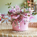 Tradescantia Nanouk Plant, Pink Variegated Houseplant, 2''/4'' Potted Wandering Plant, Colorful Indoor Plant, Easy Care Gift
