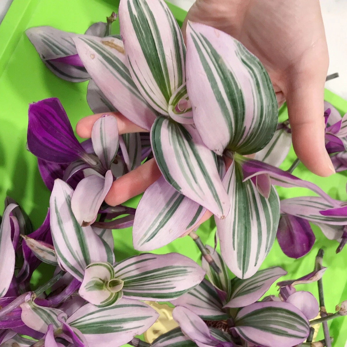 Tradescantia Nanouk Plant, Pink Variegated Houseplant, 2''/4'' Potted Wandering Plant, Colorful Indoor Plant, Easy Care Gift
