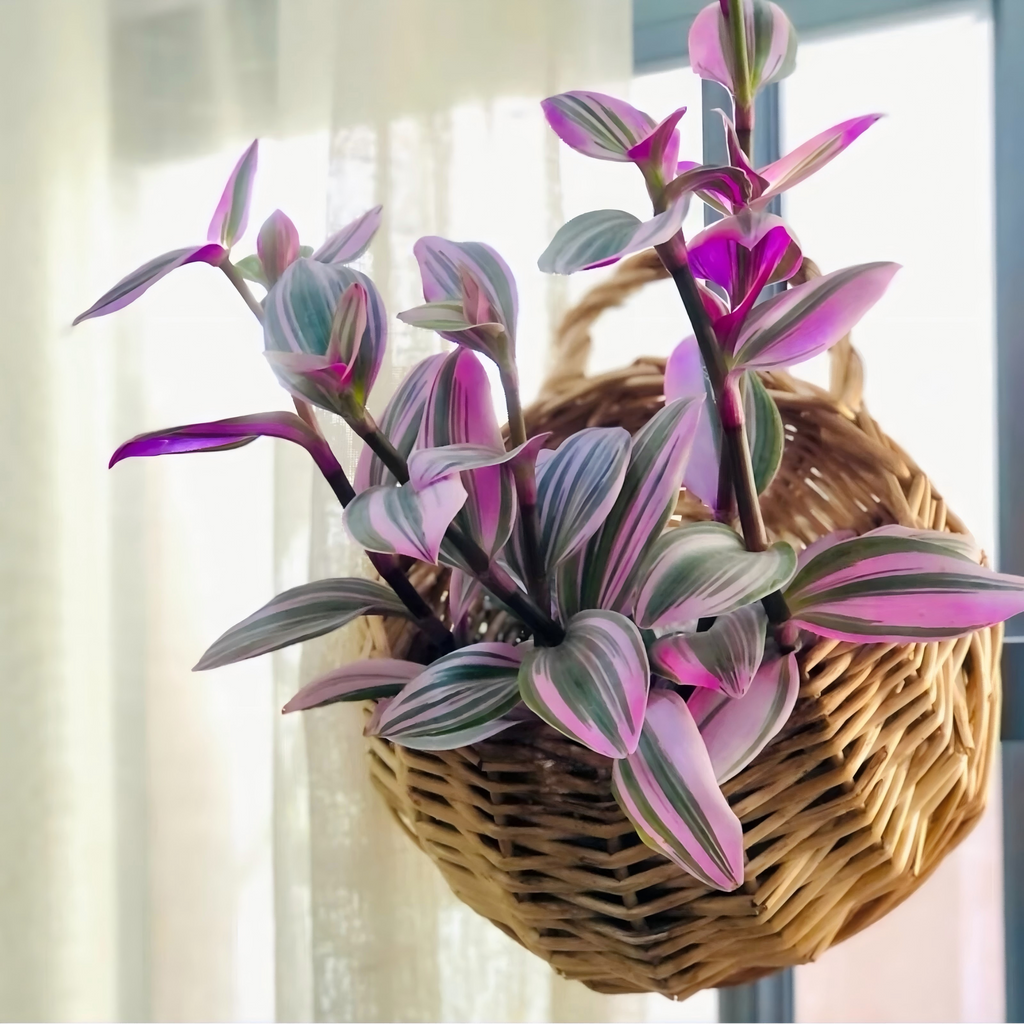 Tradescantia Nanouk Plant, Pink Variegated Houseplant, 2''/4'' Potted Wandering Plant, Colorful Indoor Plant, Easy Care Gift