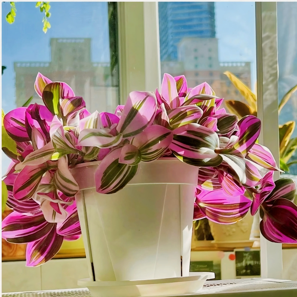 Tradescantia Nanouk Plant, Pink Variegated Houseplant, 2''/4'' Potted Wandering Plant, Colorful Indoor Plant, Easy Care Gift