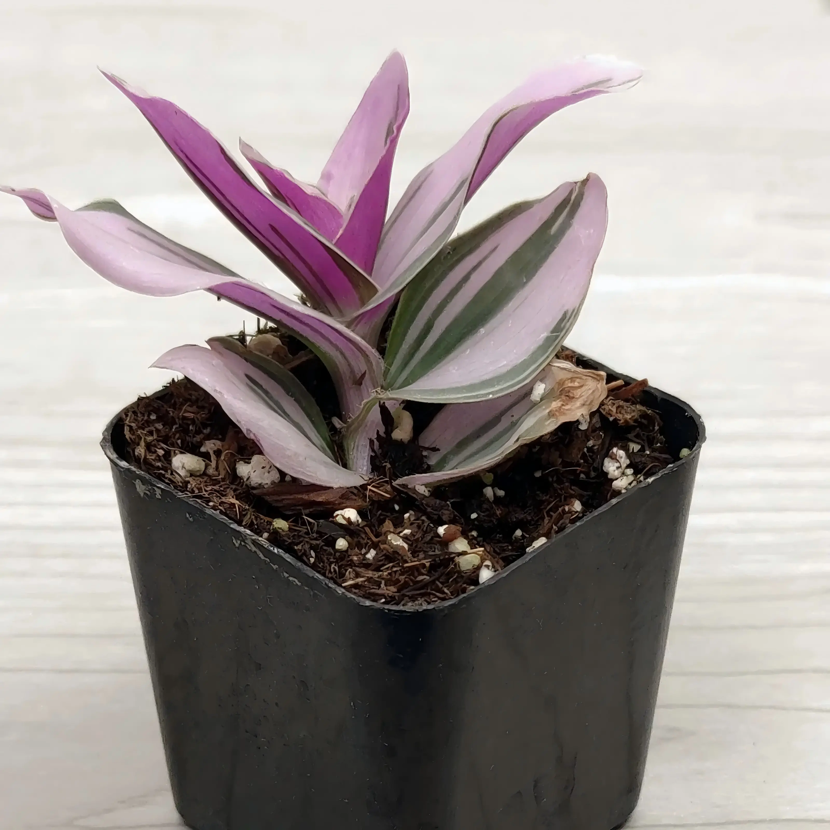 Tradescantia Nanouk Plant, Pink Variegated Houseplant, 2''/4'' Potted Wandering Plant, Colorful Indoor Plant, Easy Care Gift